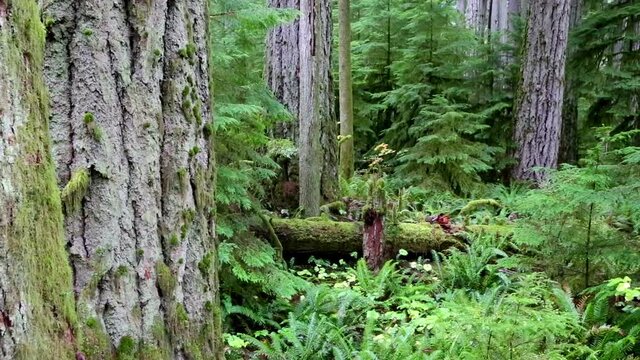 macmillan provincial park vancouver island
