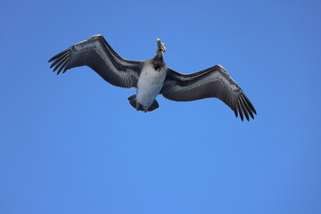 brown pelican  in the sky