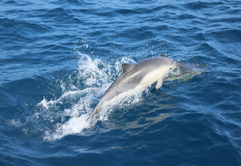 baby dolphin jumping out of water