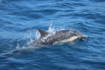dolphin in the water
