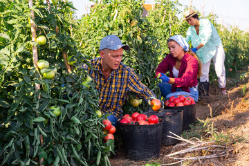 Hardworking farmers working on the plantation harvest ripe tomatoes, putting them in buckets