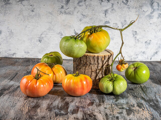 New crop of tomatoes ripening gradually on the kitchen table