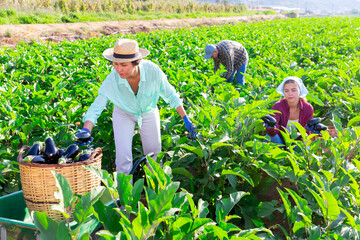 Three workers harvesting eggplants in plantation. They're picking them from shrubs and putting into wicker baskets.