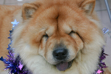 a dog pet chow chow, Portrait of Chow Chow Dog