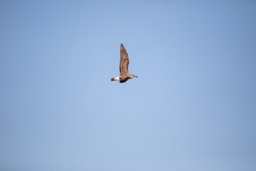 Juvenile Kelp gull in flight. Natural blue sky background. Ulladulla, Australia
