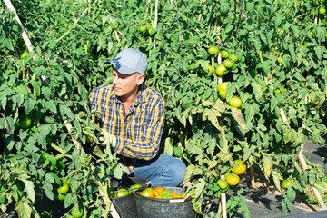 Skilled farmer engaged in organic vegetables cultivation, harvesting unripe tomatoes on farm field on sunny summer day.