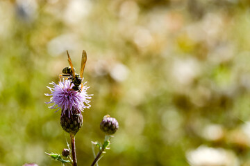 bee on a flower