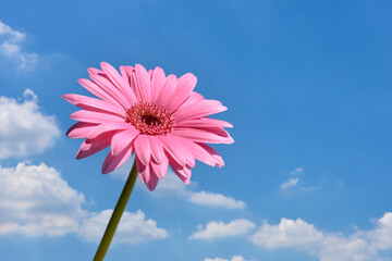 Gerbera flower, blue sky background. ガーベラの花、青空背景。