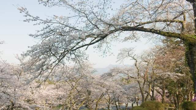春に咲いた桜の木の景色