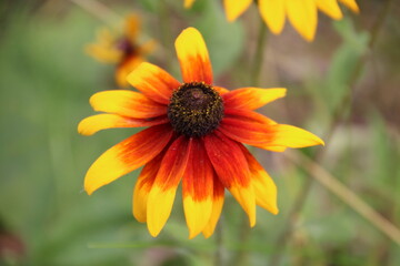 Coneflower In Bloom, U of A Botanic Gardens, Devon, Alberta