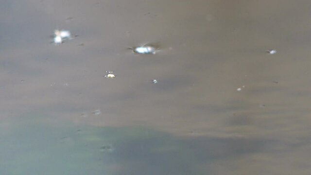 Jump water speeder from surface of water surface of  forest swamp. View macro insect in wildlife