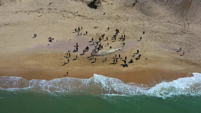 Aerial Panning Shot Of Tourists Walking By Dead Whale On Beach, Drone Flying Over Sea During Sunny Day - Ashkelon, Israel