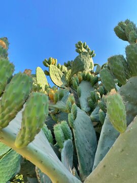 Cactus tree in desert with fruit, vertical photo. Clean blue sky. Selective focus.