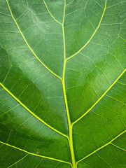 bright close-up of Ficus lyrata leaf structure as the background