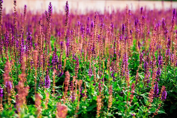 Sage flowers grow in a flower bed in a public park. Imitation of lavender. Purple small flowers. Medicinal plant.