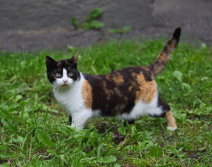 Naklejka na ściany i meble A multicolored cat with a raised tail is standing on the green grass