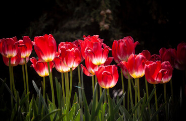 a line of sunkissed red tulips
