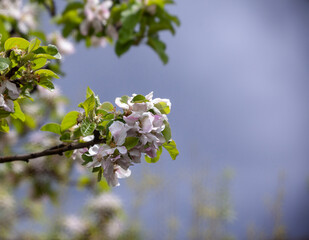 apple blossom clean