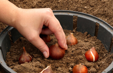 How to plant tulip bulbs in autumn or spring. The process of planting tulip tubers in special...