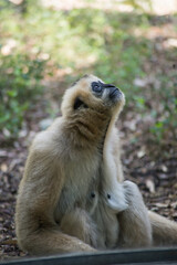 Portrait of white gibbon sitting behind a window in a zoologic park