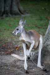 Naklejka na ściany i meble Portrait of kangaroo standing near tree in a zoologic park