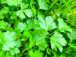 Fototapeta na wymiar Green parsley fresh leaves macro texture, high resolution photo. Abstract vegetable background.