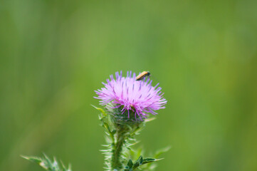 creeping thistle in bloom closeup view with focus on foreground