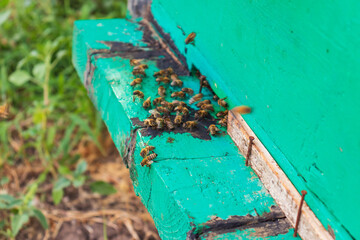 Obraz na płótnie Canvas Bees at beehive