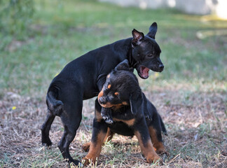 puppies staffordshire bull terrier and rottweiler