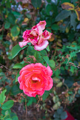Close up of blooming beautiful soft pink rose bud in the garden during spring time. Soft pink flower and blurred background.