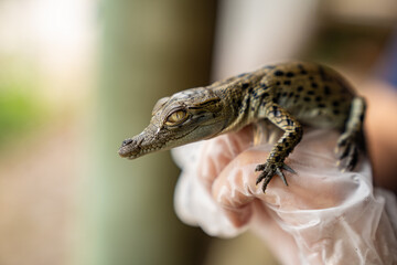 Baby Saltwater Crocodile