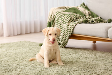 Cute Labrador puppy at home