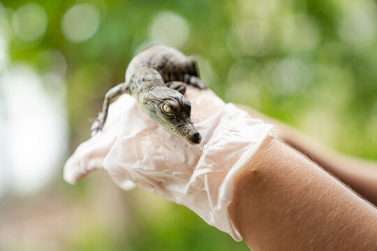 Baby Saltwater Crocodile