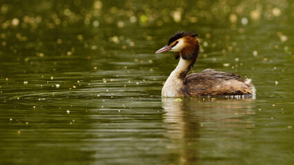 grebe in a water