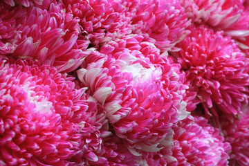 Chrysanthemum flowers close-up,beautiful red with white flowers blooming in the garden in autumn
