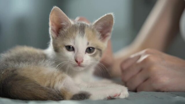 A woman strokes a restless gray and white kitten on the bed in the bedroom. Life with cute pets. Close-up, slow motion, HD.