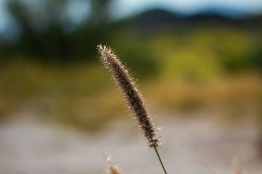 Detail of zacate buffel or zacare bufe, desert