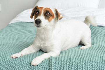 Cute Jack Russel terrier on bed