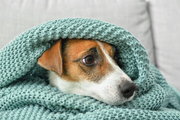 Cute Jack Russel terrier with plaid on sofa, closeup