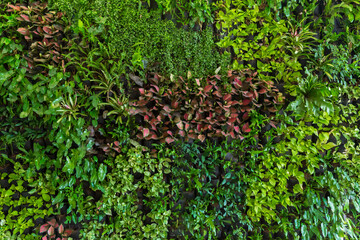 Herb wall, plant wall, natural green wallpaper and background. nature wall.