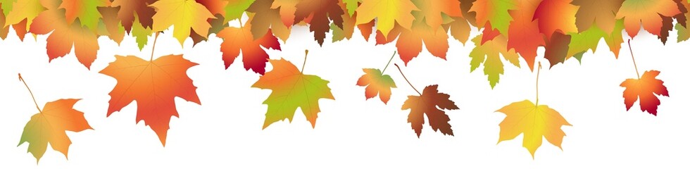 fall maple leaves colored