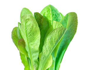 Fresh  Romaine Lettuce leaves isolated on the white background. Lettuce salad