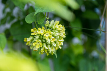 Bouquet of Cowslip creeper. Cowslip creeper Telosma minor Craib  food green flower vegetable...