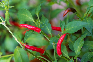 chili peppers on the tree in garden. Red chili pepper tree in pot plant, Bird's eye chili blooming. Thai chili tree agricultural in organic farm.