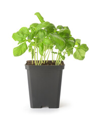 Fresh basil in pot on white background