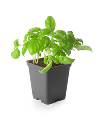 Fresh basil in pot on white background