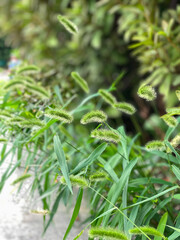 green wild foxtail millet