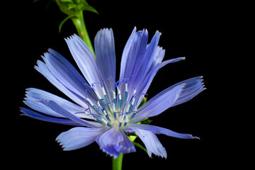 Obraz premium chicory flower on a black background