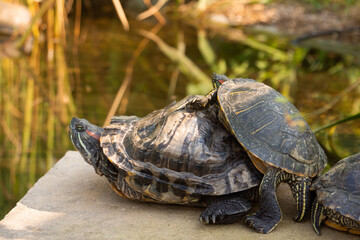 turtle near the pond