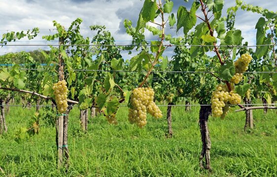 Chardonnay grapes hanging on vineyard few days before the harvest under a dark cloudy sky.